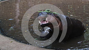 A Hippo trying to play with his food Soo entertain US Lombok zoo