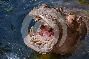 Hippo waiting for food on the surface