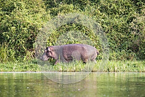 Hippo walking at the lakeside of Lake Edward, Queen Elizabeth Park, Uganda