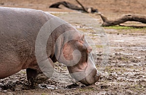 Hippo walking out of the mud