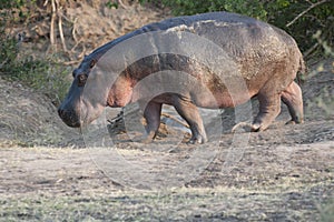 Hippo walking outside the water, Serengeti, Tanzania