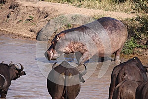 Hippo watched by Cape Buffalo