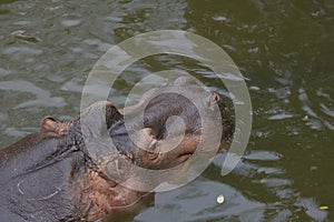 A Hippo in Water