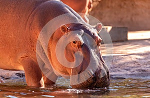 Hippo in water