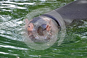 Hippo in the water