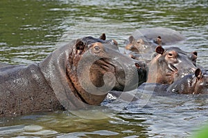 Hippo in Water