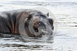 Hippo in Water