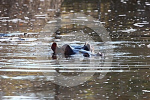 Hippo in water