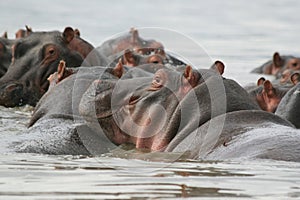 Hippo in water