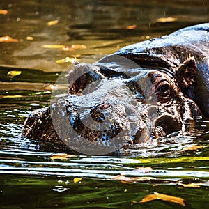 Hippo in a water