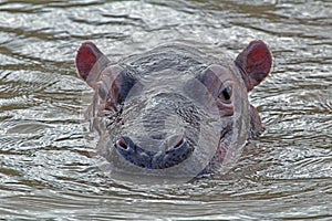 Hippo in the water, iSimangaliso National Park, South Africa