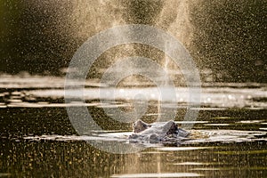 Hippo in water in Kruger national park in South Africa.