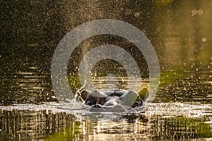 Hippo in water in Kruger national park in South Africa.