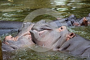 A hippo in water play