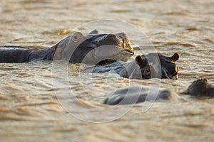 Hippo in water South Africa