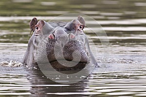 Hippo in water, South Africa wildlife