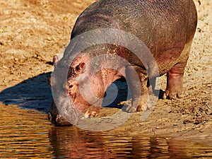 Hippo on the waterfront