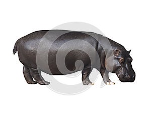 Hippo on a white background photo