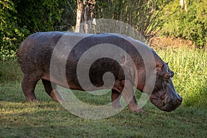 Hippo with wounded shoulder walks across lawn