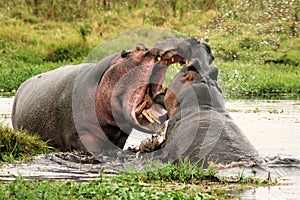 Hippo Wrestling