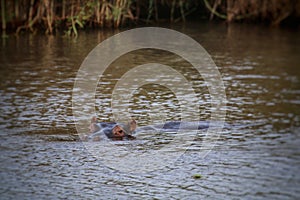 Hippo in the wter