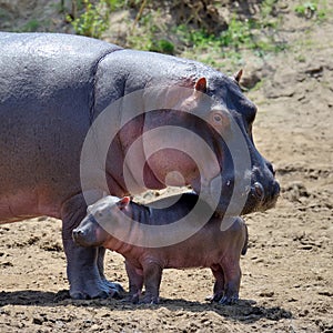 Hippo (Hippopotamus amphibius)