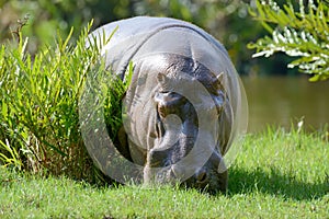 Hippo (Hippopotamus amphibius)