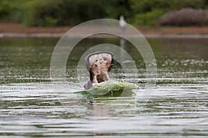 Hippo Yawn