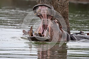 Hippo Yawn