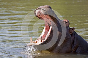 Hippo Yawn photo