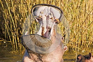 Hippo Yawn