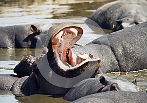 Hippo yawn photo
