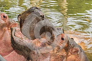 Hippo Yawn