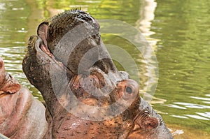 Hippo Yawn