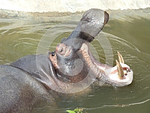 Hippo yawn