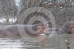 Hippo Yawn