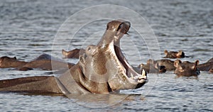 Hippo yawn photo