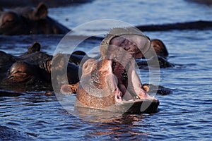 Hippo yawn, Chobe River, Caprivi Strip, Botswana photo