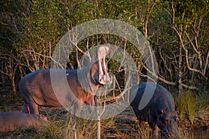 Hippo yawn in south africa st lucia