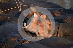 Hippo yawn in south africa st lucia