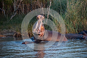 Hippo yawn in south africa st lucia