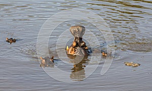 Hippo yawn in the water, Kruger Park