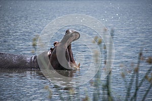 Hippo yawning in blue lake of Tanzania, Africa