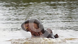 Hippo yawning in a river. African wildlife shot in