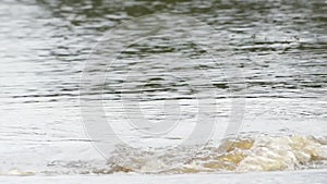 Hippo yawning in a river. Slow motion African wild