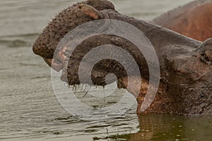 Hippo yawns in african waterhole