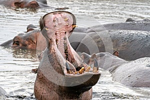 Hippo yawns, opening up his large jaw and mouth, showing teeth. Serengeti National Park Tanzania