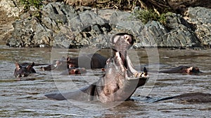 Hippo yawns in the river