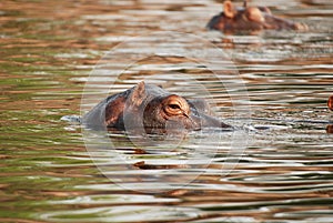 Hippo in the Zambezi river