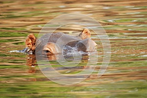 Hippo in the Zambezi river photo